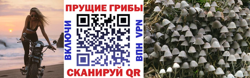 Купить закладки  Дзержинск  Галлюциногенные грибы ЛСД 